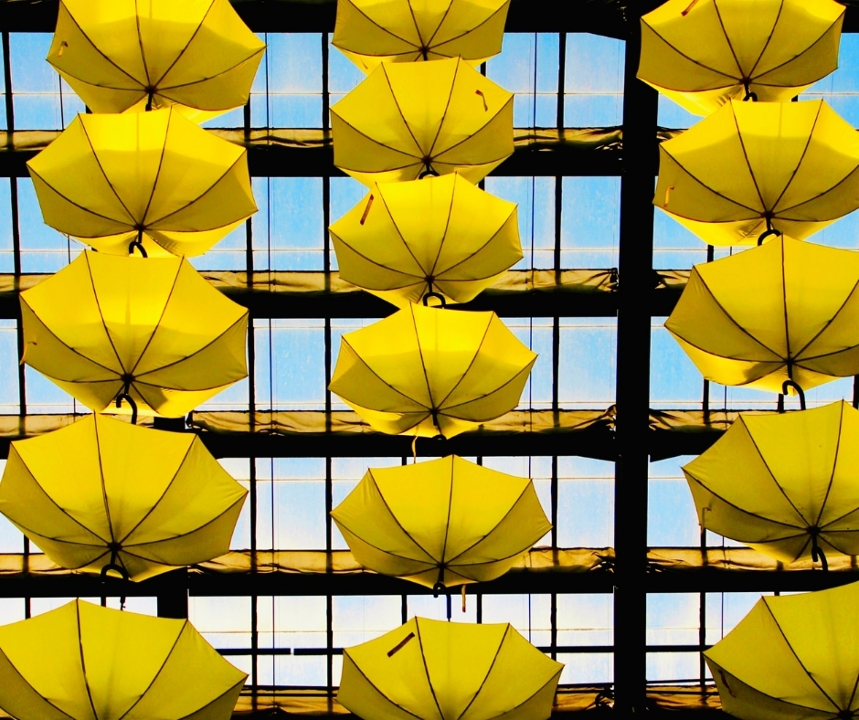 16 Open Yellow Umbrellas 16 Open Yellow Umbrellas