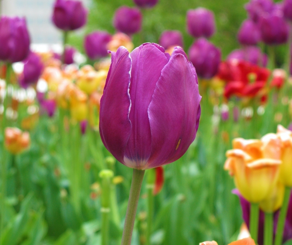 Close Up Of Tulip Close Up Of Tulip