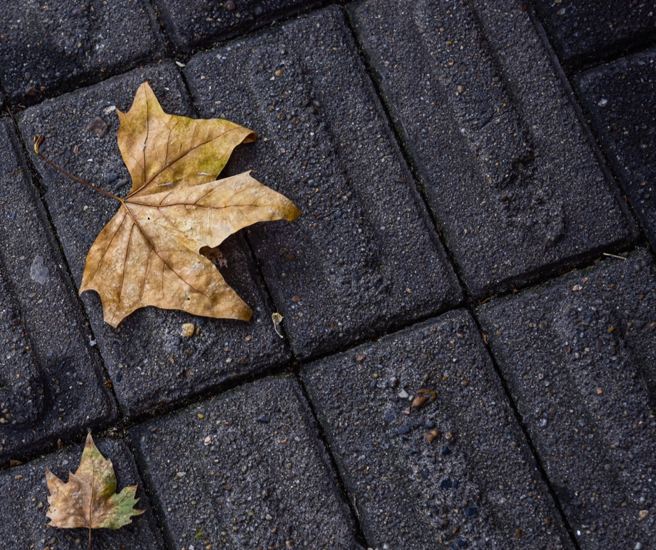 Leaf On The Ground Leaf On The Ground